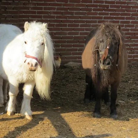 Hoeveheikant * Lage Mierde