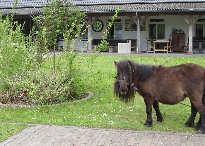 キャンプ場 Hoeveheikant